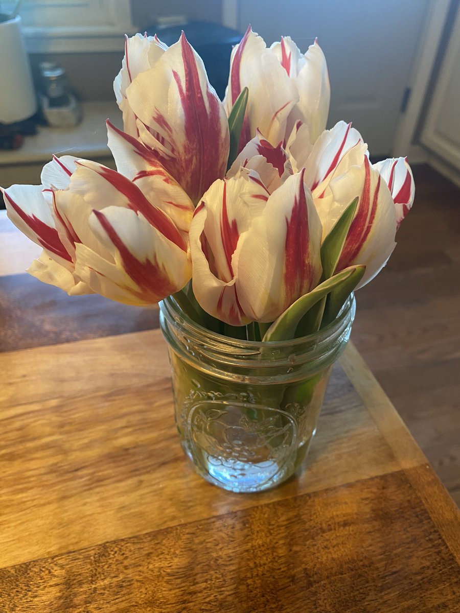 @bamcould I grew these tulips this spring