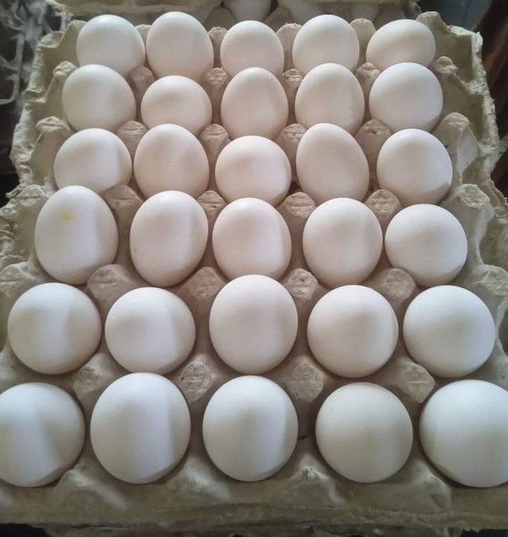 Lázaro Lamelas Ortiz 🇨🇺 tweet media