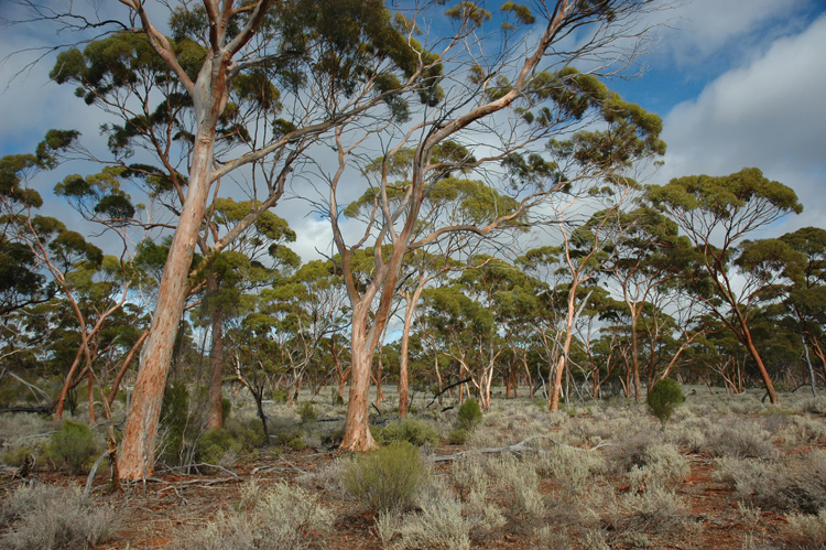 Eucalypt Woodlands

⭐ Coolgardie woodlands ecoregion

📍 Lake Johnston, Western Australia, Australia

🌿 dominant species: Eucalyptus salicola

📷 Suzanne Prober

#global #vegetation #landscape #photography  #ecoregion #nature #biodiversity #explore #education #botany #australia