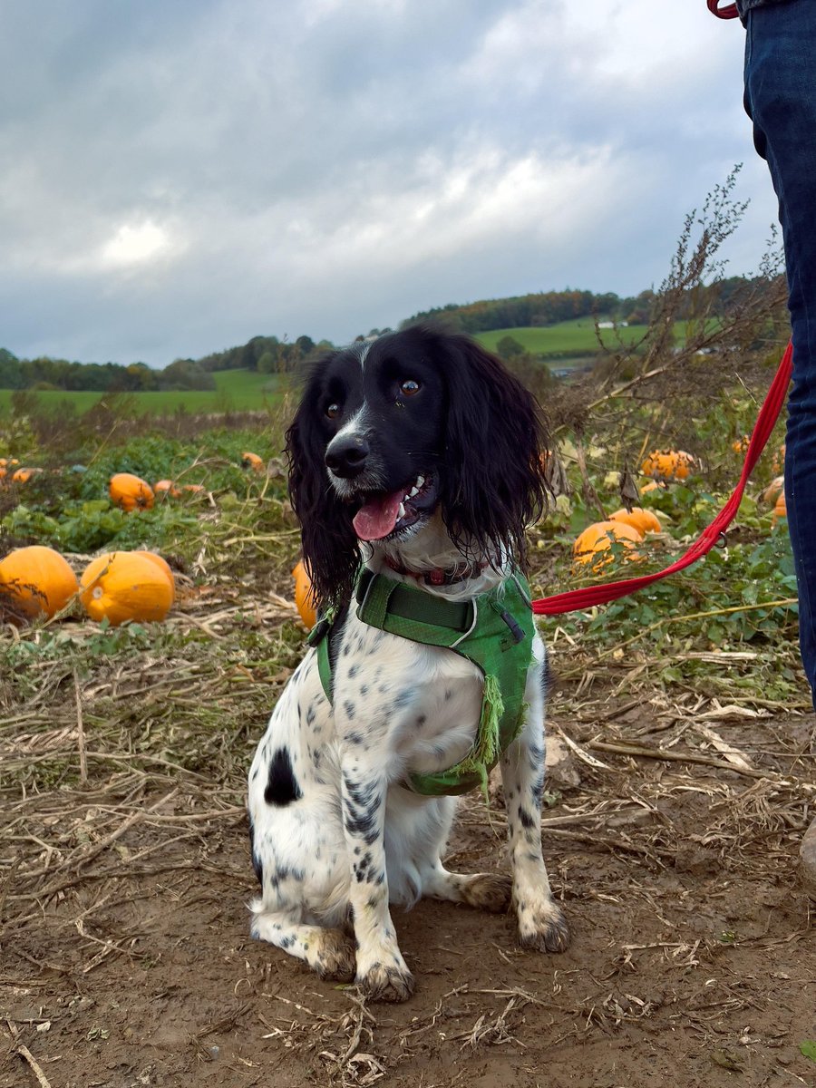 Our first #pumpkinpatch picking with the family: muddy boots, dirty hands, waggy tails and smiley faces. 🎃🍂 #FamilyTraditions #AutumnAdventures