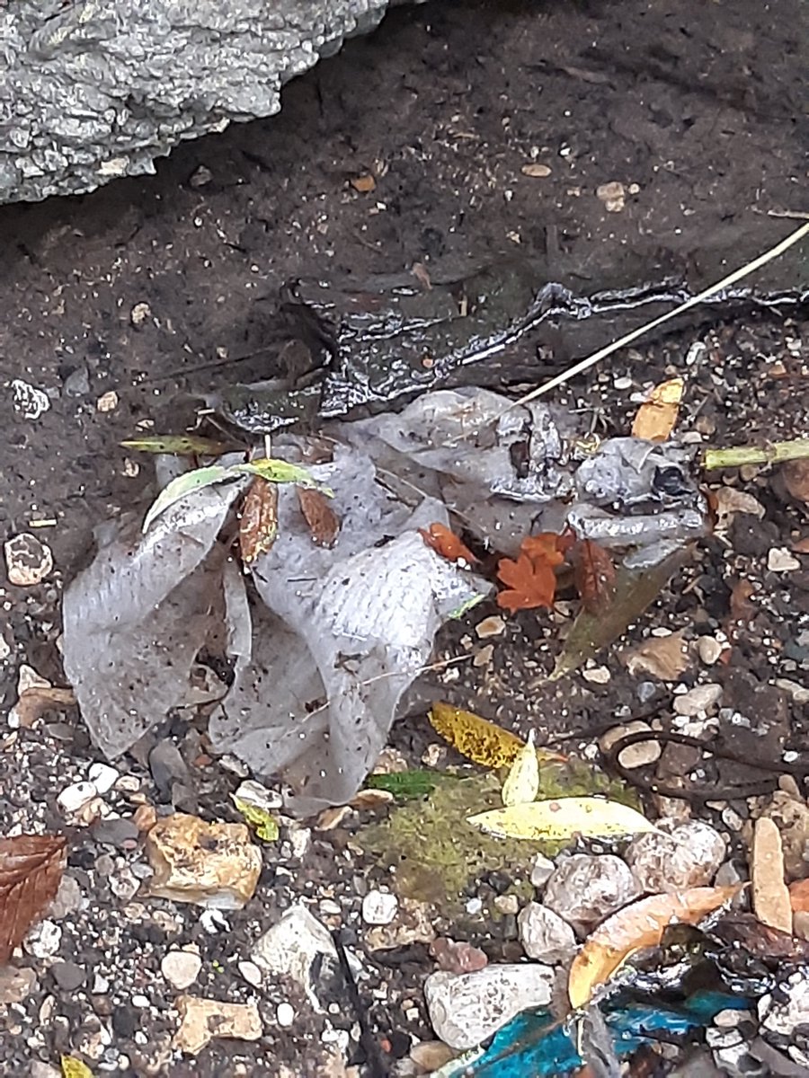 We support a ban on wet wipes containing plastic. Please take positive action for our rivers in the UK and fill out the Defra online survey. Closes 25th November: thamesriverstrust.org.uk/news/wet-wipes…
