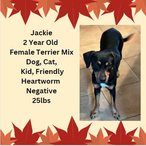 Jackie is available for adoption!🐶
She is located in NS.