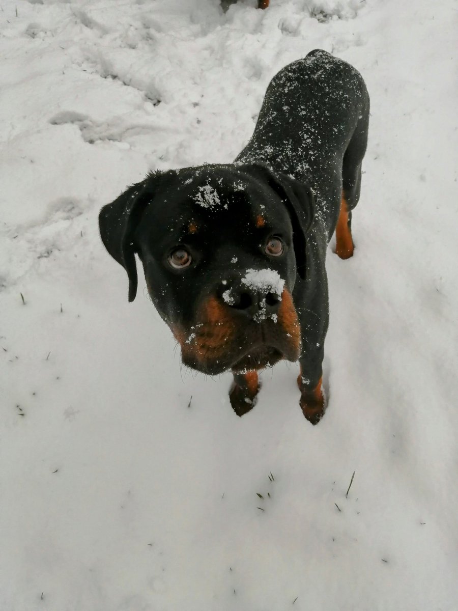 So Dis just happened ❄️❄️Dis is the first time I have ever seen snow!! ❄️It's been falling since early this morning. I'm having a wooftastic time 🙌💯❄️This Snow is delicious ❄️😋🐾🐾💙I am now officially a Snowweiler!!! #George #firstsnowfall #Snowweiler #Rottweiler #Puppy