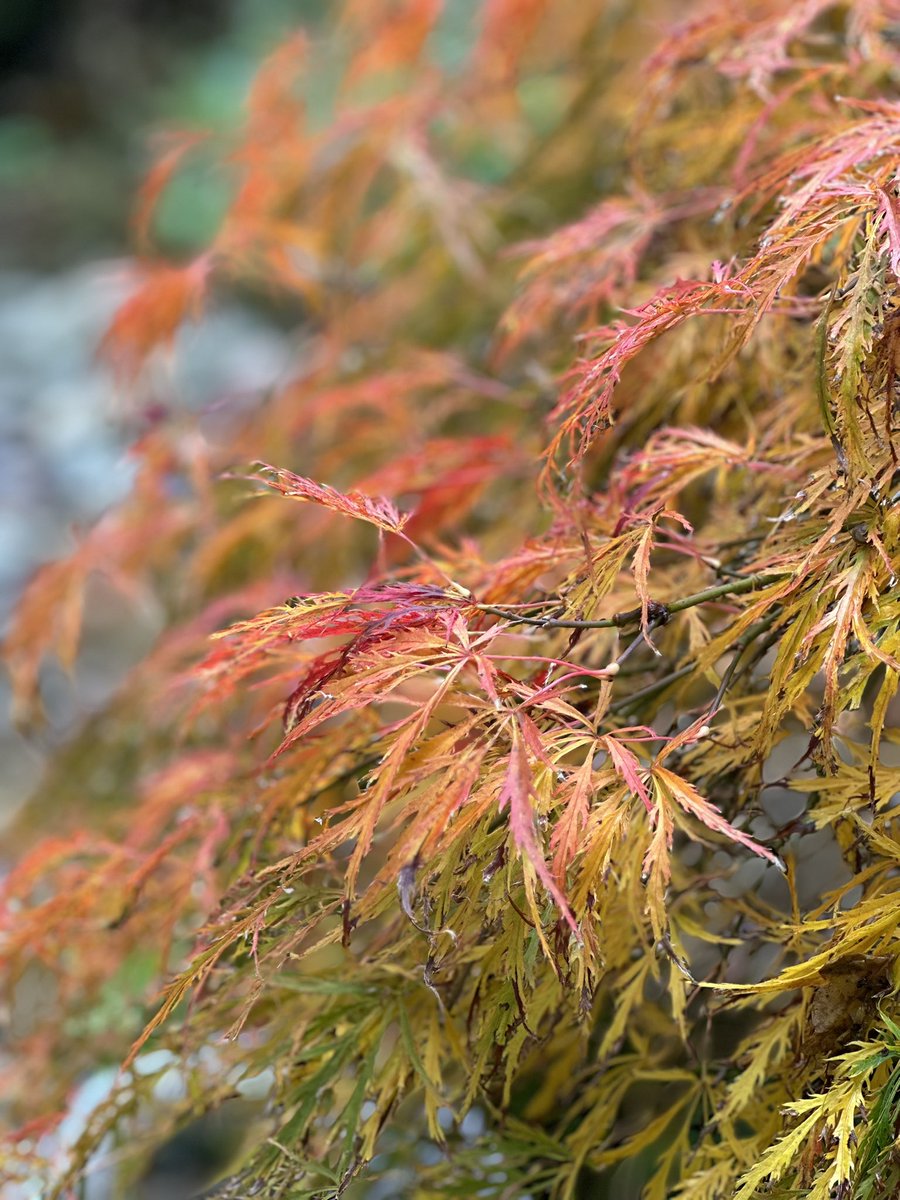 Autumnal shades… vibrant colour an absolute joy to behold ♥️🧡💛💚🖤 #autumn #colour #tree #foliage #leaves #Liquiamber #AcerPalmatum