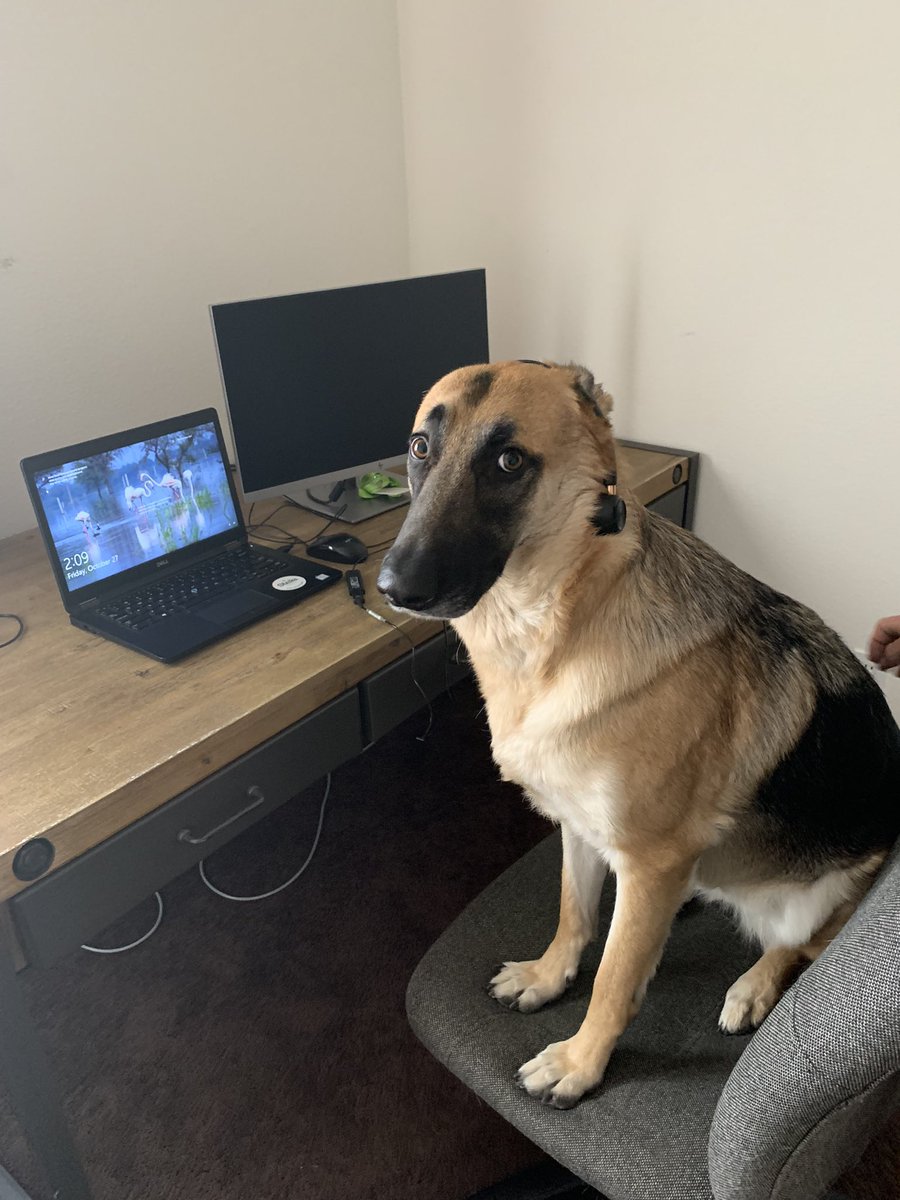 Yeah, she’s a working breed