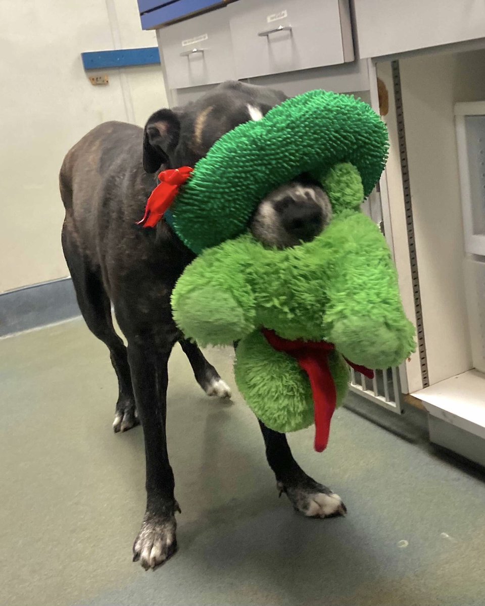 WeRateDogs tweet media