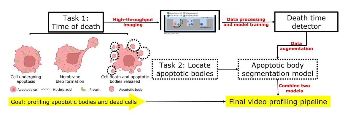 NV Lab (@uh_nvlab) on Twitter photo Trained neural network detects apoptotic bodies of human melanoma cells without fluorescent labeling
<a href="/UHEngineering/">UH Cullen College of Engineering</a> <a href="/UH_ChBE/">UH Chemical and Biomolecular Engineering</a> #MachineLearning #Immunology
Link: academic.oup.com/bioinformatics… Trained neural network detects apoptotic bodies of human melanoma cells without fluorescent labeling
<a href="/UHEngineering/">UH Cullen College of Engineering</a> <a href="/UH_ChBE/">UH Chemical and Biomolecular Engineering</a> #MachineLearning #Immunology
Link: academic.oup.com/bioinformatics…