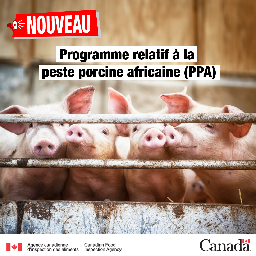 Agence canadienne d'inspection des aliments (@inspectioncanfr) on Twitter photo 🐖 Un jalon important a été atteint aujourd’hui pour protéger les porcs et l’industrie porcine en cas d’éclosion de peste porcine africaine (PPA) au pays. <a href="/cdnpork/">CanadianPorkCouncil</a>
bit.ly/3se6Kl2 🐖 Un jalon important a été atteint aujourd’hui pour protéger les porcs et l’industrie porcine en cas d’éclosion de peste porcine africaine (PPA) au pays. <a href="/cdnpork/">CanadianPorkCouncil</a>
bit.ly/3se6Kl2