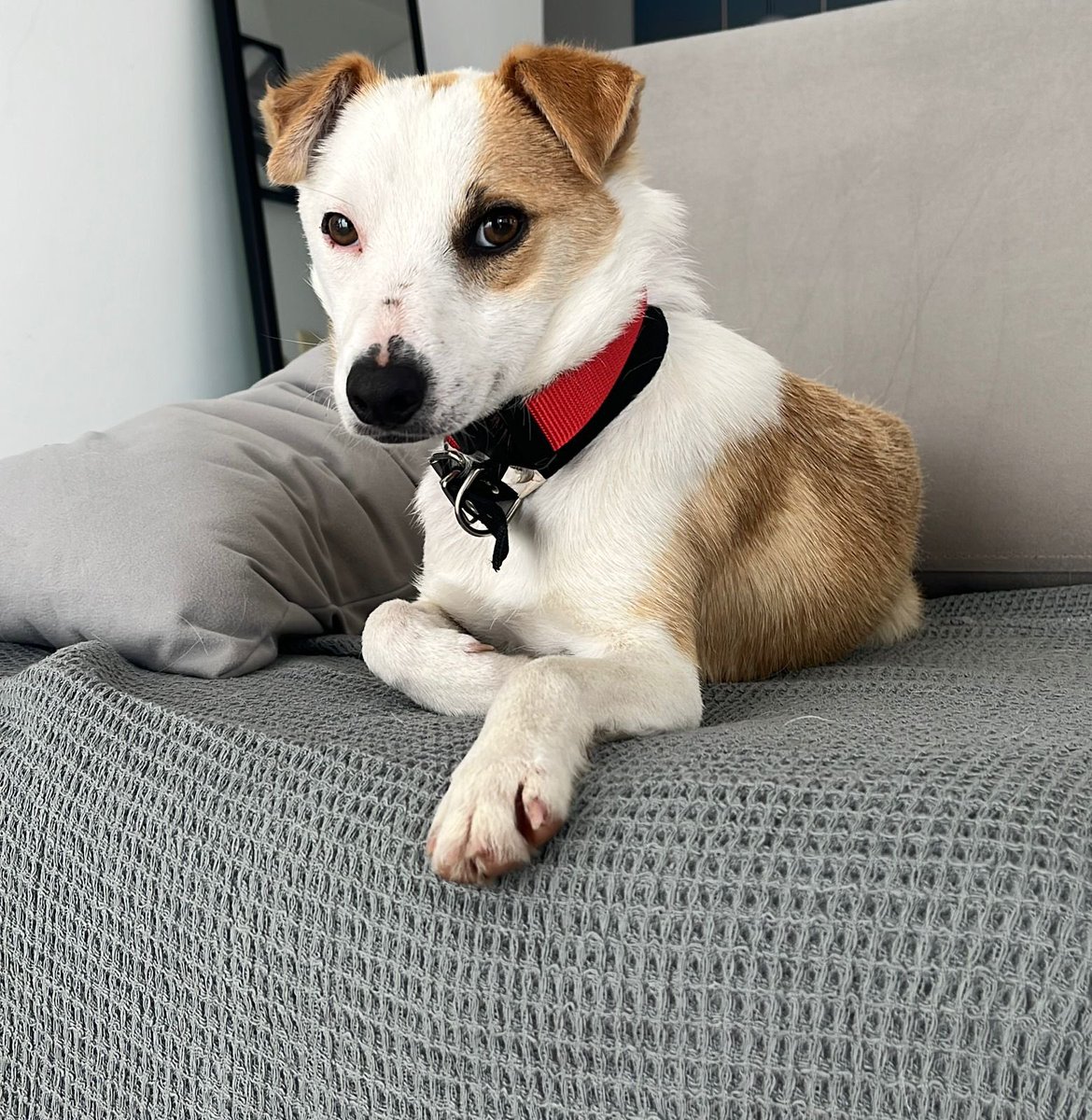 Hoy batimos el peor de los récords y estoy realmente muy triste 
Después de haber conversado varios días con el nuevo adoptante de pirata y después de apenas 48 hs de haber llegado a su casa, NOS LO DEVUELVE
Necesito una casa para el
misionsolidariatwitter@gmail.com
En CABA o GBA