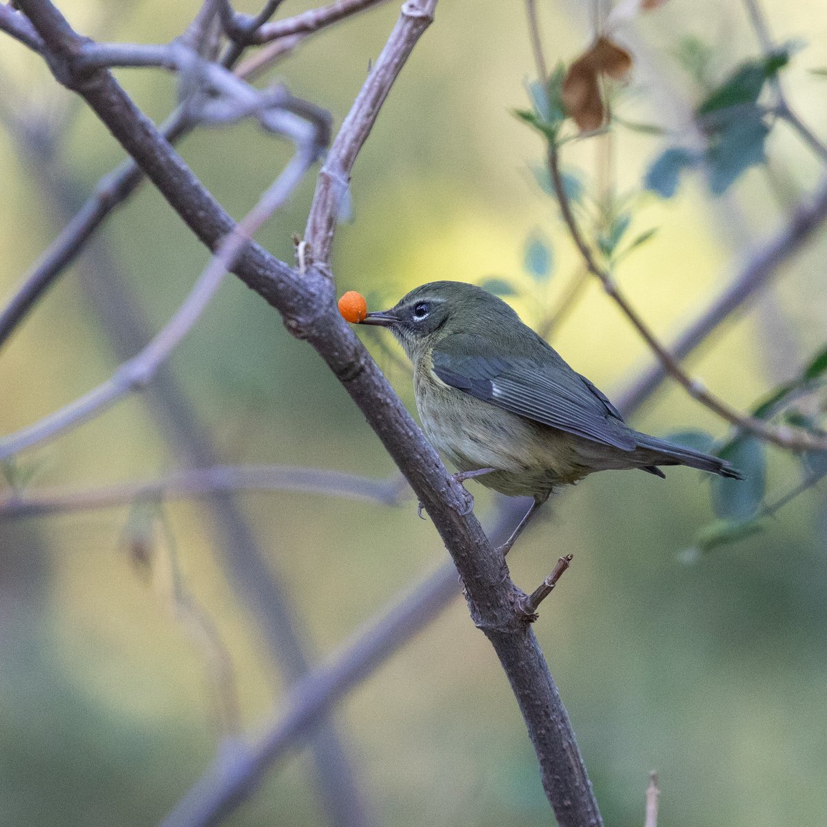 Rare bird sighting! We have a rare visitor at the Gardens. A Blue-throated Black Warbler has taken up residence in our desert hackberry bushes. Normally migrating between the Northeast US and the tropical islands around Cuba, Tucson is a long way from home!