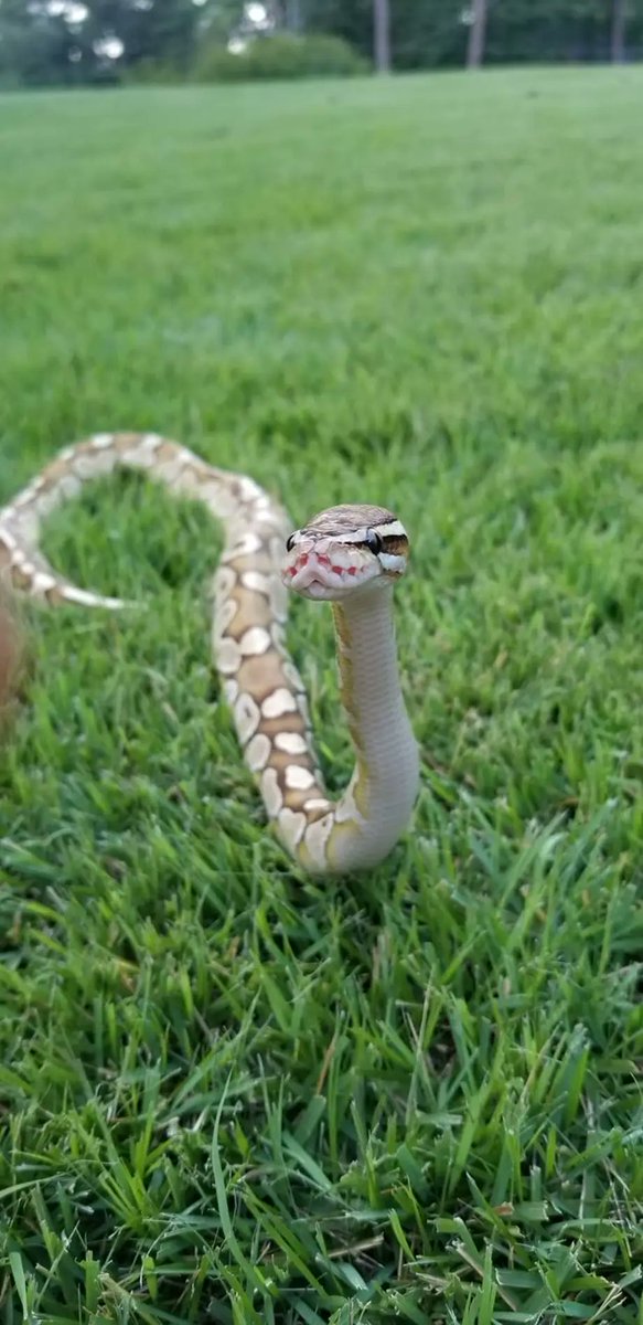 Scroll to the end of today's Jolt in the AJC, and you'll meet Jane, Jane Bond, the ball python (and no, I'm not a schoolteacher --editing glitch). I hate that it's under this headline, but proud she made Snake of the Day.
ajc.com/politics/polit…