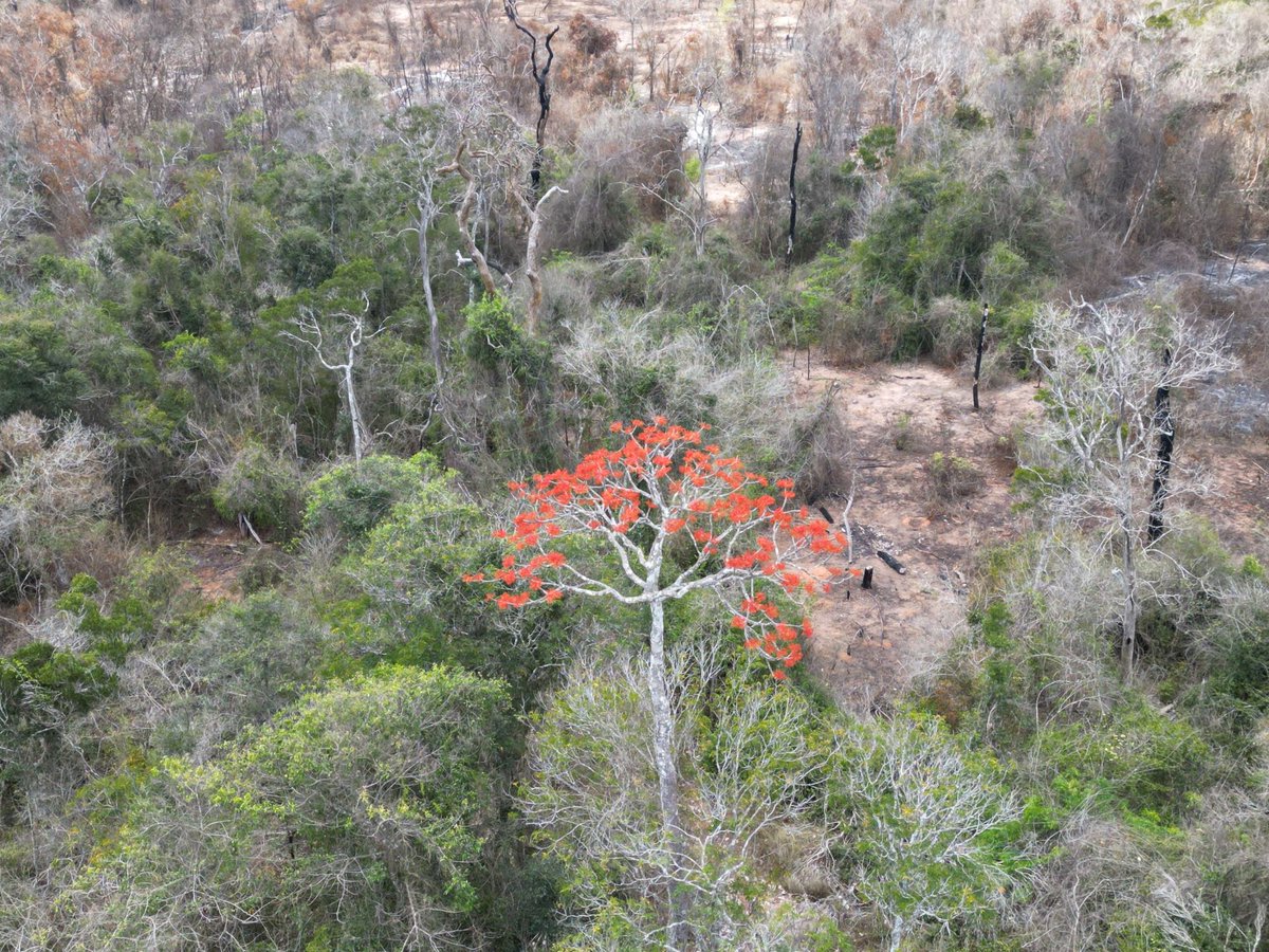 Drone photo of #Hildegardia erythrosiphon #Malvaceae observed blooming in October at #Kirindy Forest #Menabe W #Madagascar