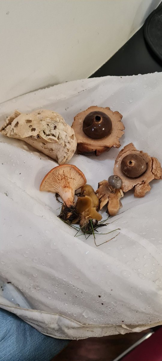 A smorgasbord of earth stars and puffball on our <a href="/BPIuniofnotts/">thebpiuniofnotts</a> ID course .
