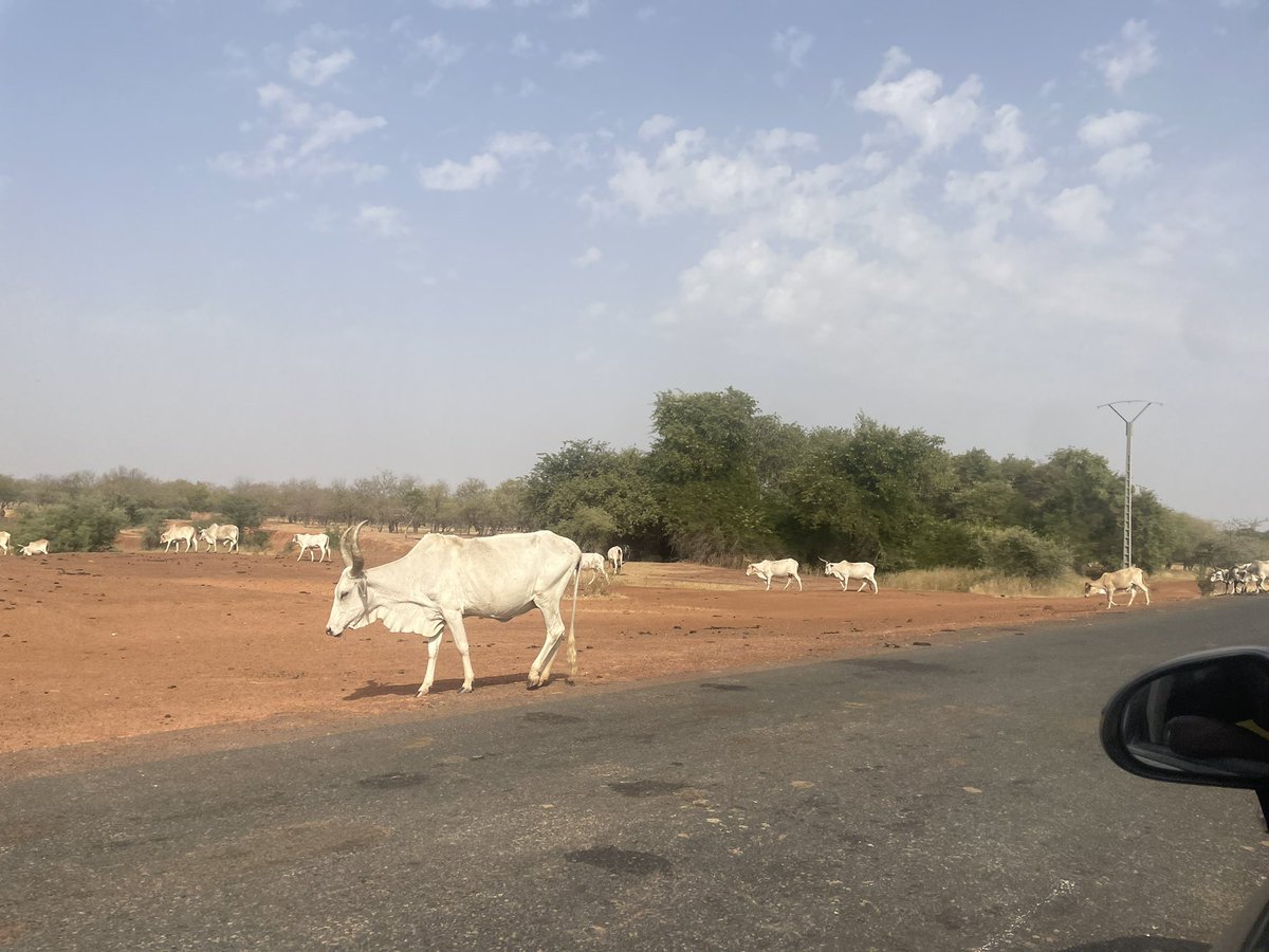 Adji_Anta_Dabo's tweet image. De Dakar à Bokidiawé, parcourant 300 km en 10 heures sur une route déserte, nous sommes en route pour aller à la rencontre des femmes et les outiller en digital. Ça, c&apos;est Digital Nisa ! 💪🌟 

#DigitalNisa #FormationDigitale #Engagement