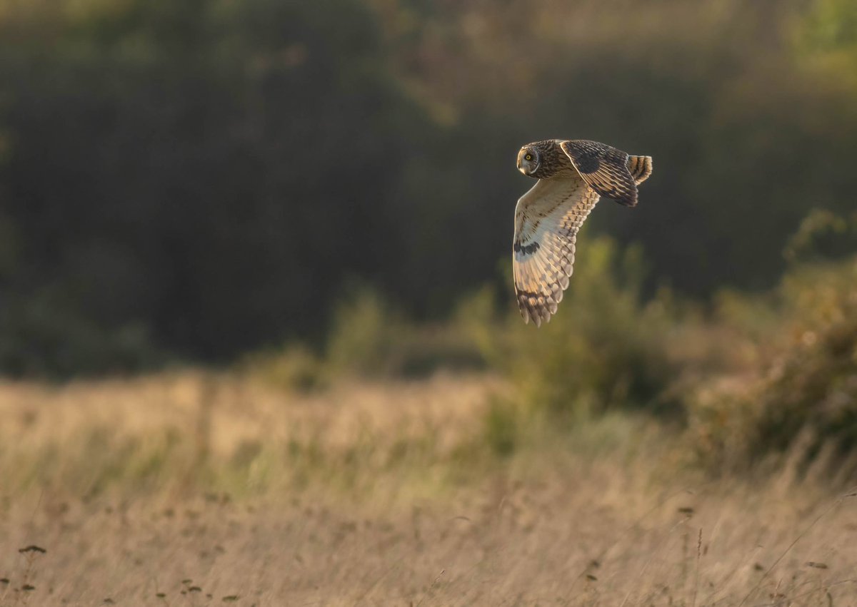 HugojWilson's tweet photo. Short eared owl from today https://t.co/frrsUVUxKT