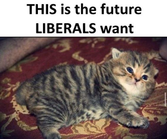 ShowYourCat's tweet photo. https://t.co/42ndhul0ej