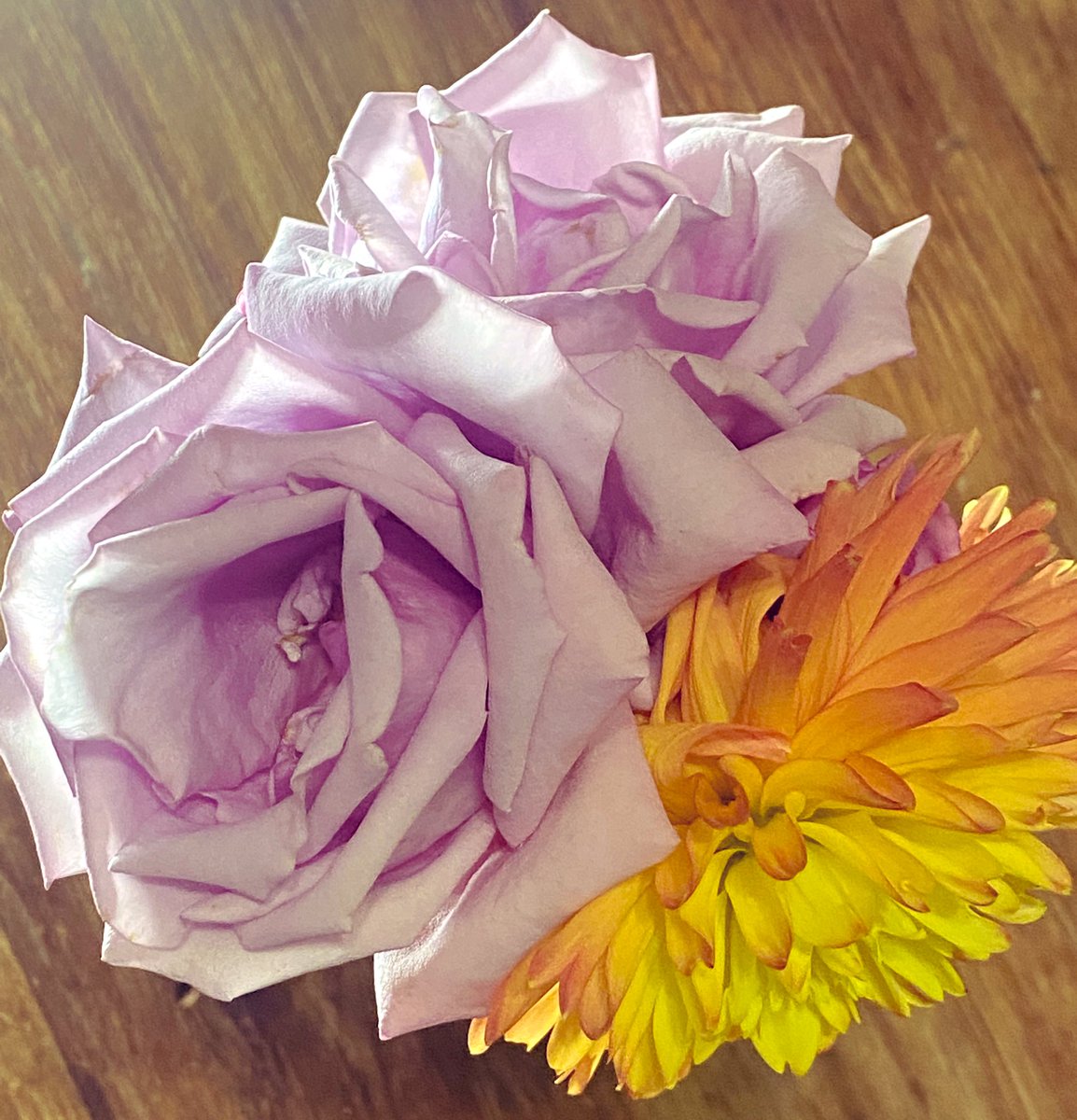 The last flowers before frost is setting in tonight or the next day.
NM have had some hot weather so it’s taking a bit longer to cool down.
 I’m grateful to have a few more days to #winterize &amp; prepare for my tropical plants, harvest all necessary herbs &amp; put plants to bed/sleep.