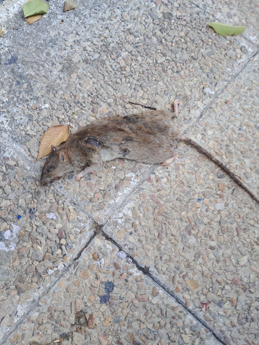 Desde la Asociación de Familias del Colegio Lourdes de <a href="/JMDLatina/">Distrito Latina</a> queremos denunciar el estado de insalubridad y dejadez del entorno de nuestro cole.<a href="/Lineamadrid/">Línea Madrid</a> . Ratas, excrementos, suciedad...