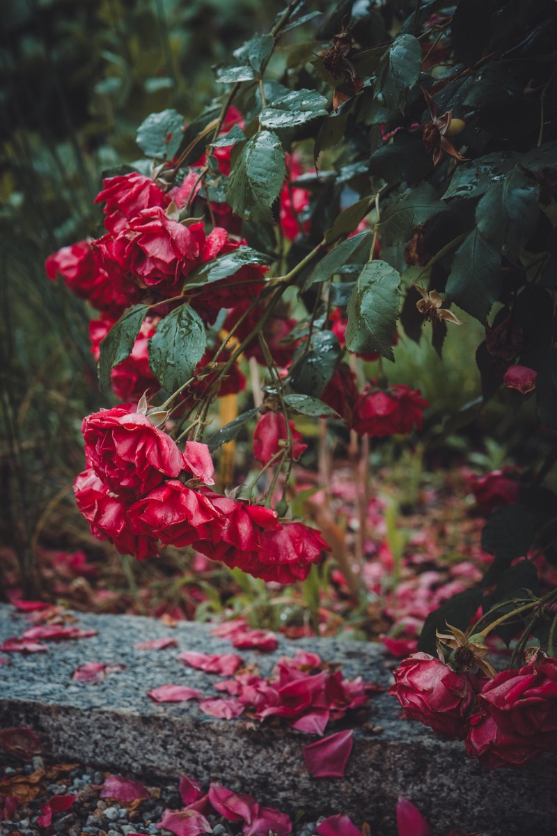 #Flowers #roses #FlowersOnFriday #red #rain #garden #Blossom #floralphotography