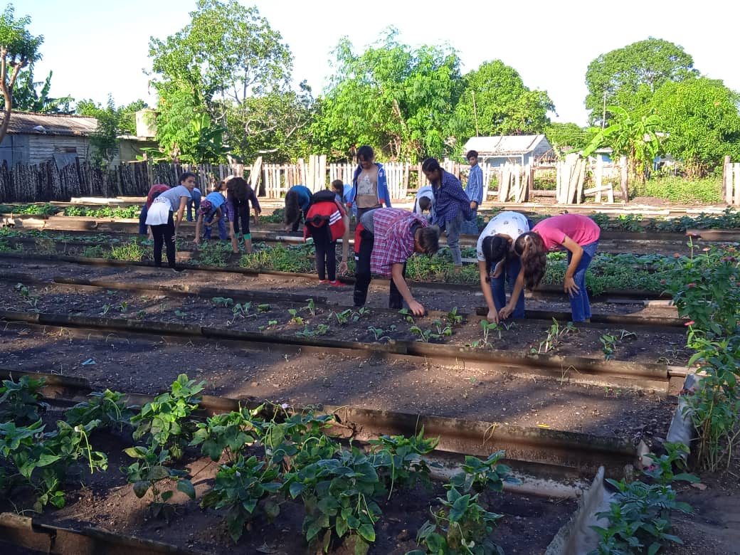 Los alumnos de 7mo y 8vo grado de nuestra escuela cómo parte de la vinculación del estudio y el trabajo participan en los organopónicos y semiprotegido de nuestro Municipio. 
#CubaMined.
#PinardelRio