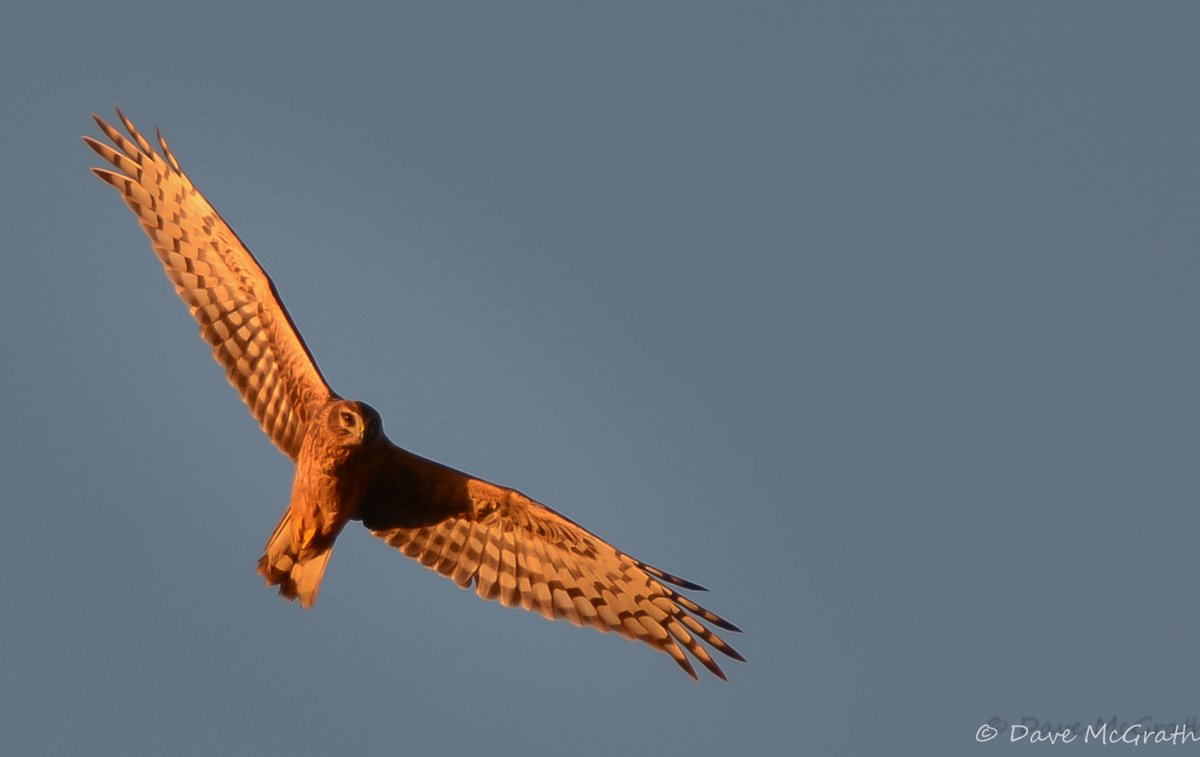 Hen Harrier , Co.Cork 30/10/23
#HenHarrier