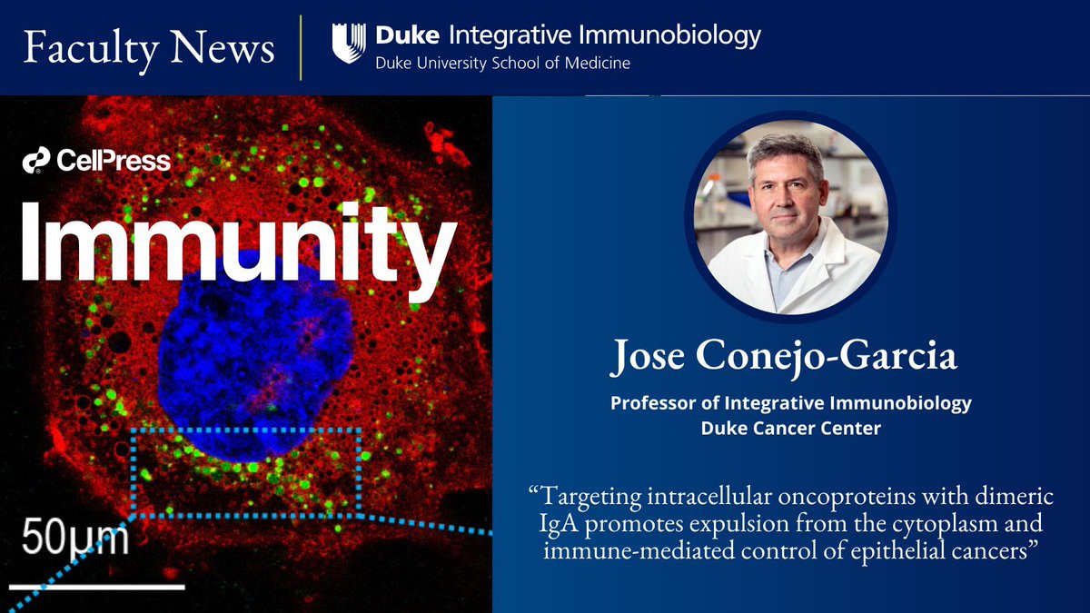 Congratulations to the Conejo-García lab! New path to target oncoproteins through dimeric IgA. Read more at medschool.duke.edu/news/innovativ…