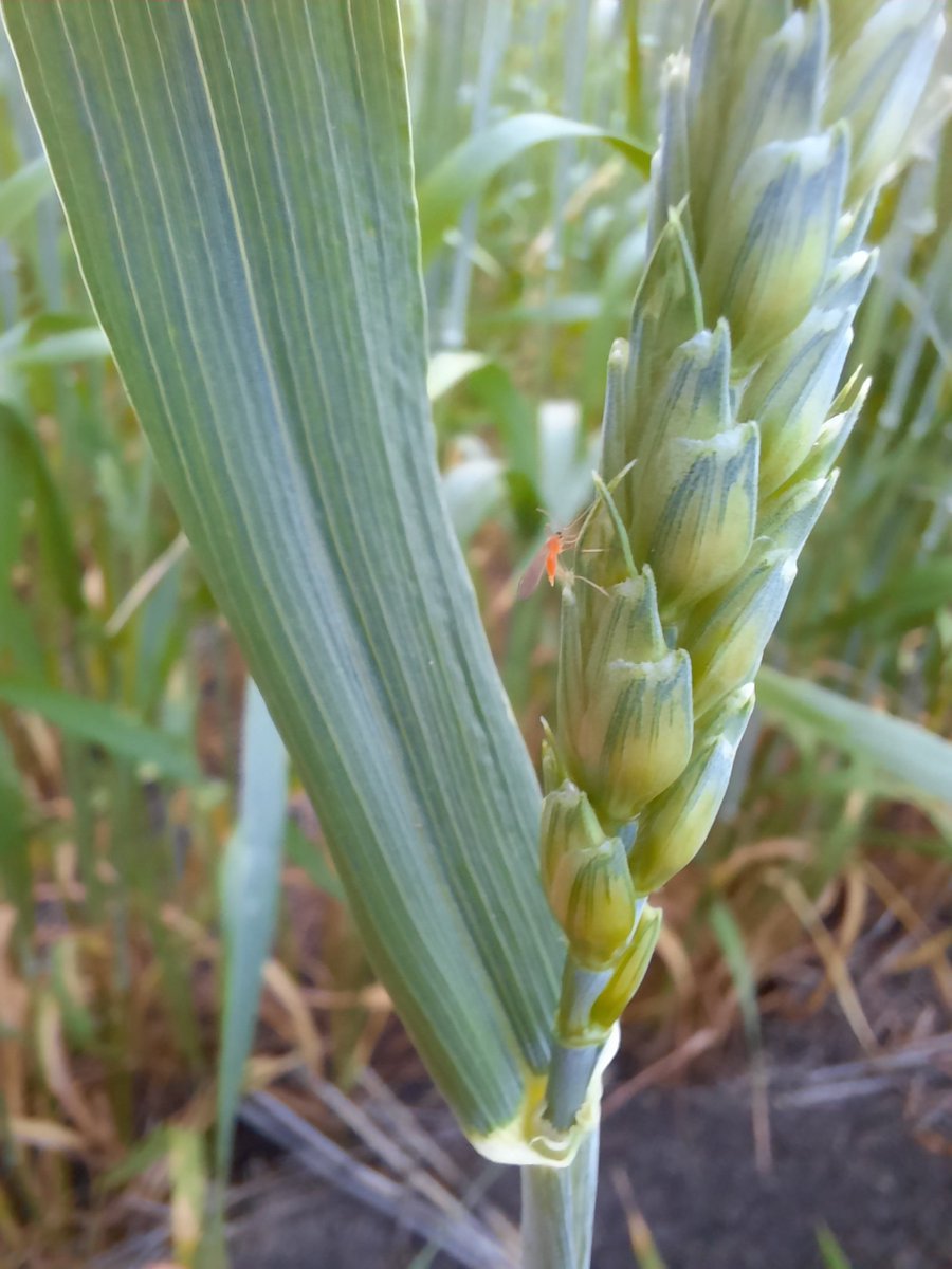 Farmers use to lose over $36/acre in yield and grade losses before Midge Tolerant Wheat. We can’t go back! Limit the use ot farm-saved seed to 1 generation past certified.  📷: @tylerwist1 #plant24 #agtwitter #westcdnag