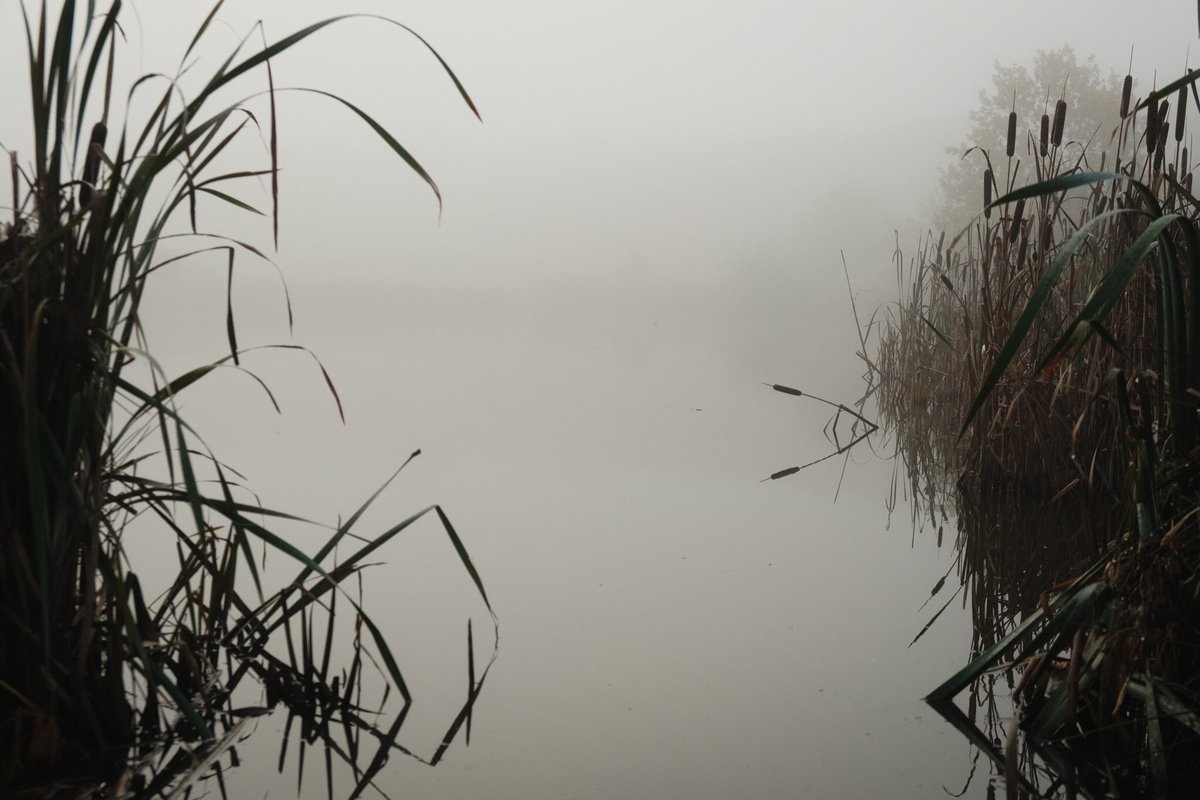 dechnoir's tweet photo. “Follow Sméagol! He can take you through the marshes, through the mists, nice thick mists.“
•
•
•
#photography #photographer #exploremore #lookslikefilm #fujifilm #fujifilmphotography #fujimag #fujifilmxseries #myfujifilmlegacy #landscapephotography #blackandwhite #monochrome https://t.co/guCM09dLQu