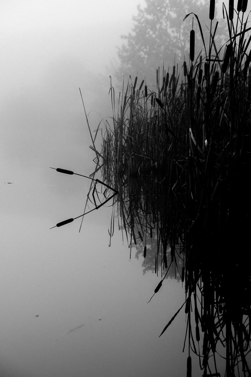 dechnoir's tweet photo. “Follow Sméagol! He can take you through the marshes, through the mists, nice thick mists.“
•
•
•
#photography #photographer #exploremore #lookslikefilm #fujifilm #fujifilmphotography #fujimag #fujifilmxseries #myfujifilmlegacy #landscapephotography #blackandwhite #monochrome https://t.co/guCM09dLQu
