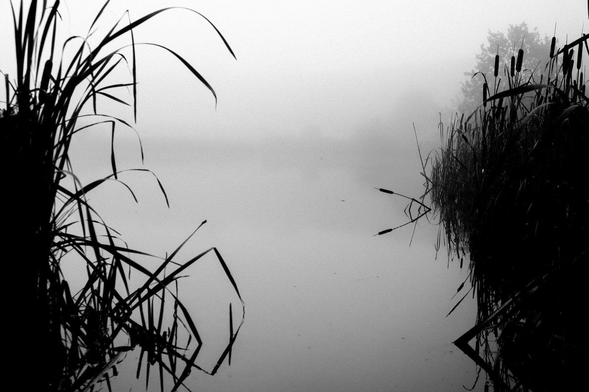 dechnoir's tweet photo. “Follow Sméagol! He can take you through the marshes, through the mists, nice thick mists.“
•
•
•
#photography #photographer #exploremore #lookslikefilm #fujifilm #fujifilmphotography #fujimag #fujifilmxseries #myfujifilmlegacy #landscapephotography #blackandwhite #monochrome https://t.co/guCM09dLQu