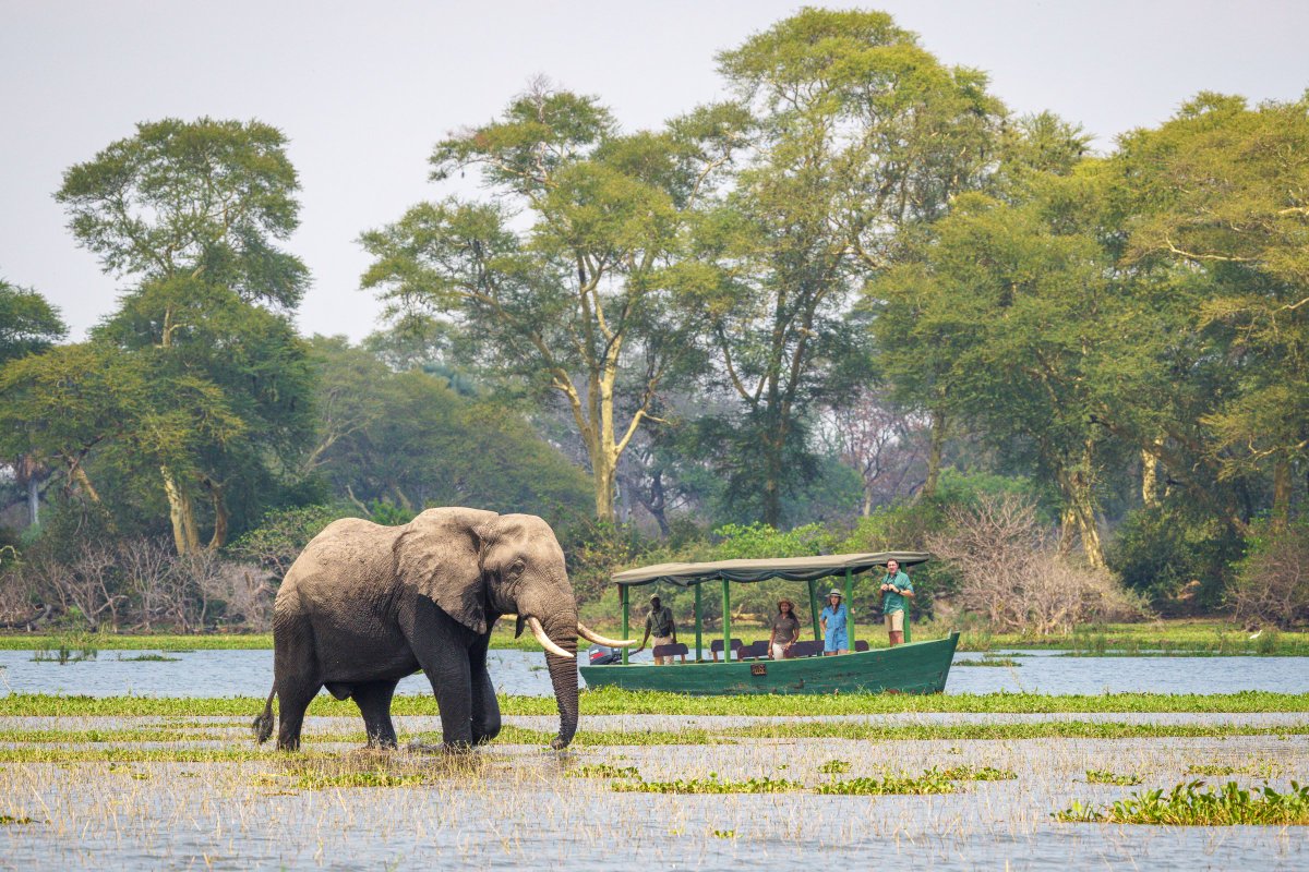 RobinPopeSafari's tweet photo. Picture yourself drifting down the #ShireRiver, surrounded by lush greenery and diverse wildlife. This is Africa at its finest!
#LiwondeNationalPark #KuthengoCamp #RiverSafari #WildlifeAdventure #LuxuryInTheWilderness #Safari #BoatSafari #MalawiTravel #DestinationMalawi https://t.co/DRjF4kMsz4