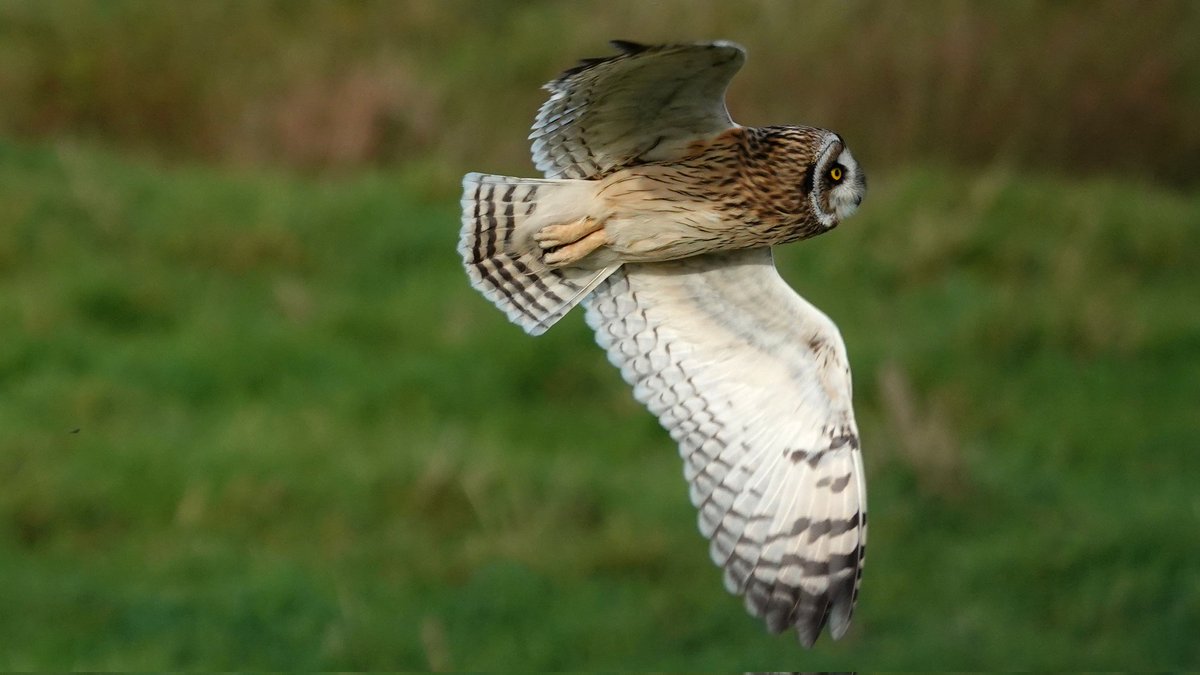paulriley44's tweet photo. Saw some Owls today https://t.co/fbRyqiwvjr