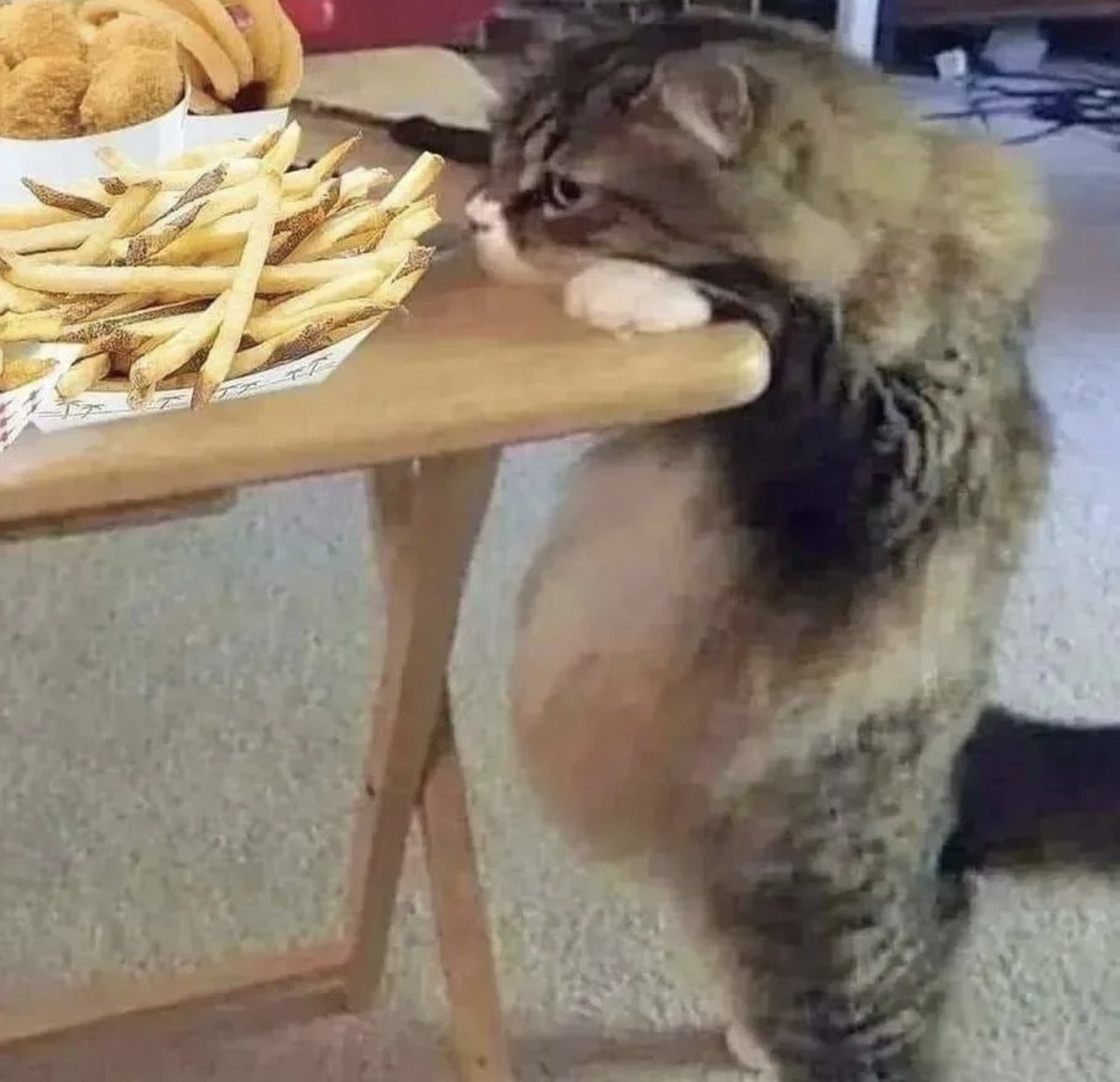 PostsOfCats's tweet image. 