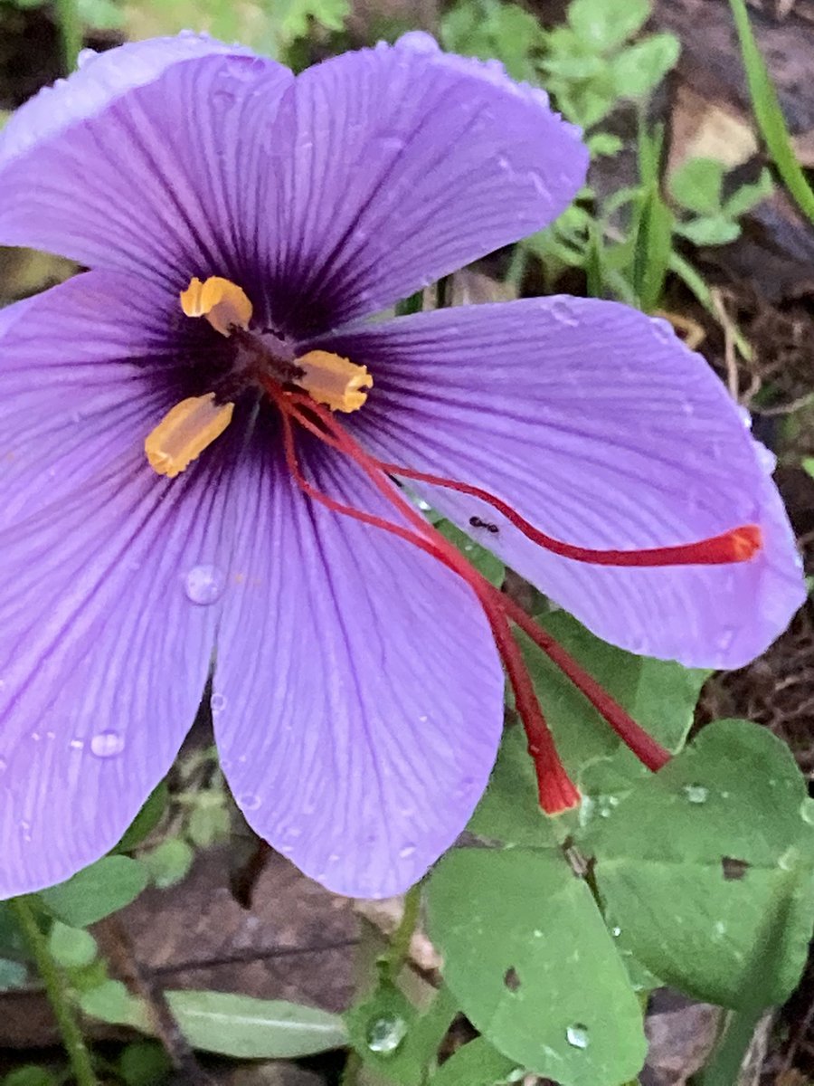 César Del Arco tweet media