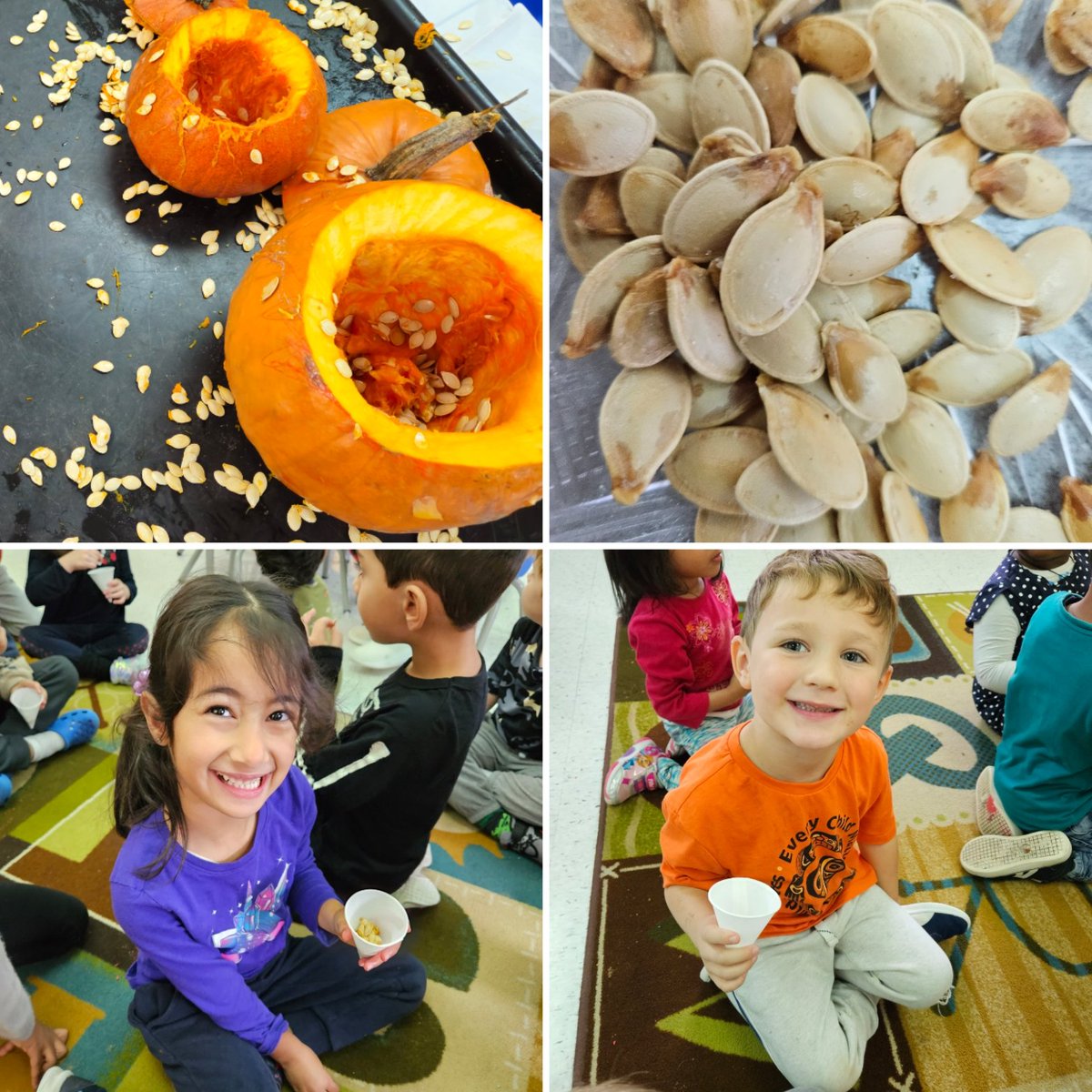 mmevanneste's tweet image. After scooping out the slimy "guts" of our pumpkins, students fed some of it to the worms in our tower garden, collected and washed some seeds for planting in Spring, and enjoyed a healthy snack of roasted pumpkin seeds! @StRitaOCSB #ocsbDeepLearning #ocsbHope #ocsbJoy