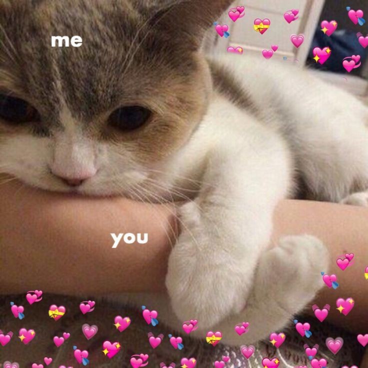 hochukus's tweet photo. @nesslessi это очень мило🤧💓💞💗
спасибо, саншайн🥺
Я и сама подумываю вернуться https://t.co/VFe8twygdI