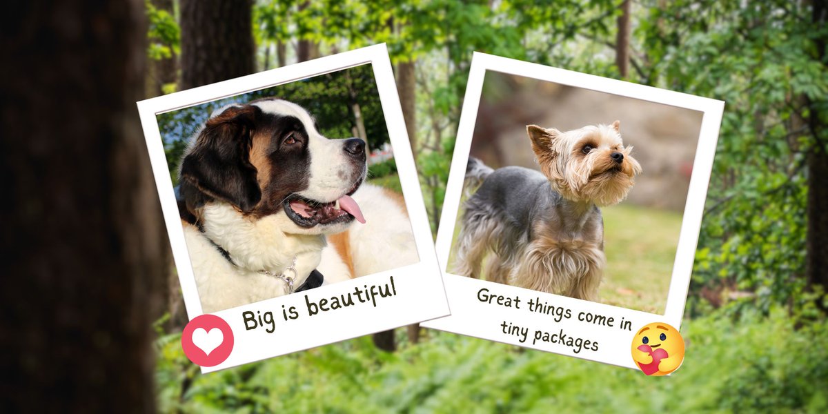TeignsidePets's tweet image. Dogs come in all shapes and sizes and here at @TeignsidePets, we want to pet them all! But what do YOU think? When it comes to #dogs, is it big is beautiful or the best things come in tiny packages?
#pets #bodypositive #wags