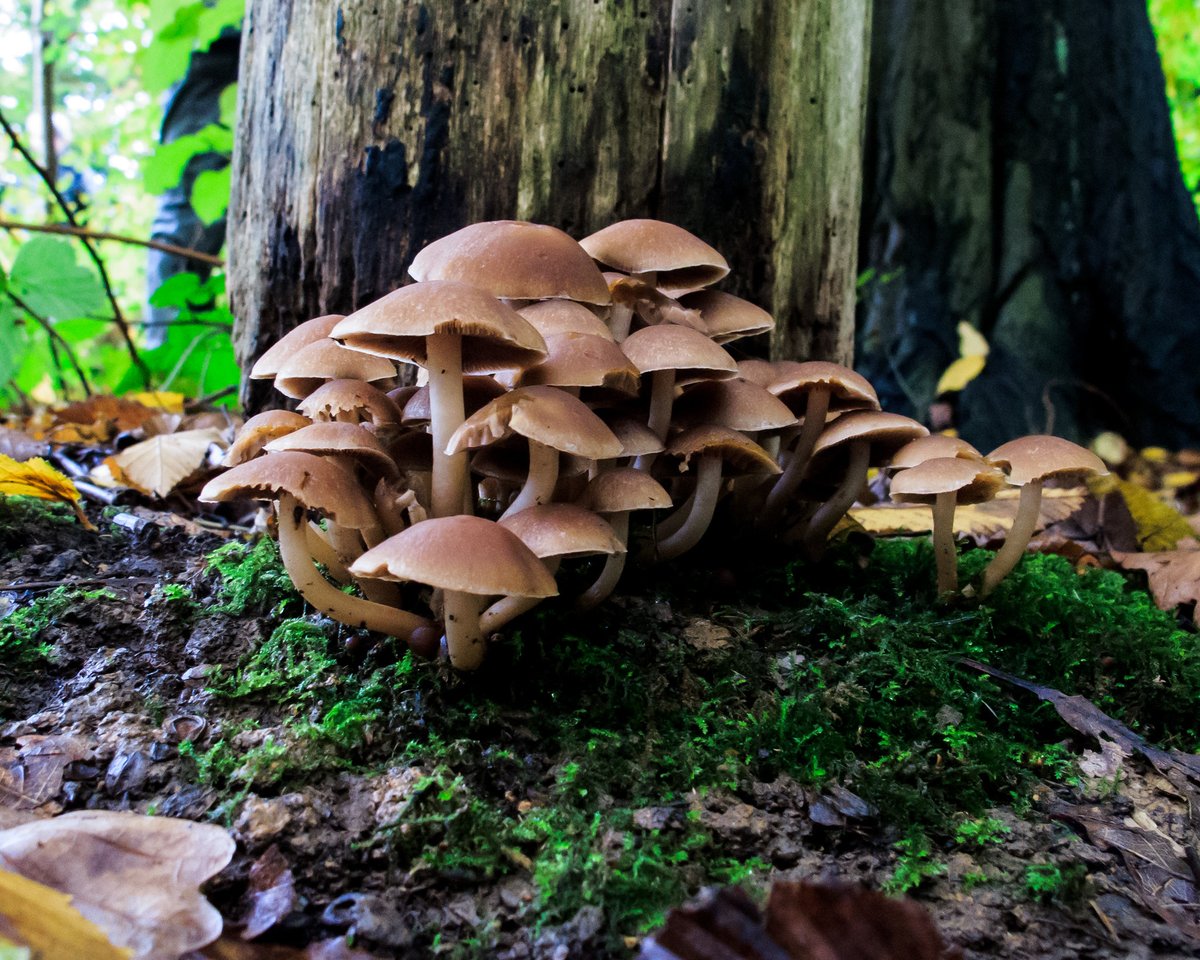 🍄@LNHSoc Hampstead Heath Fungal Foray with Mario Tortelli🍄#LondonWildlife Sunday 05 November 2023 10:30am-3:00pm. All welcome Meet outside Hampstead Heath Overground station (A few minutes walk from Belsize Park station) Photo Mick Massie More info @ lnhs.org.uk/index.php/acti…