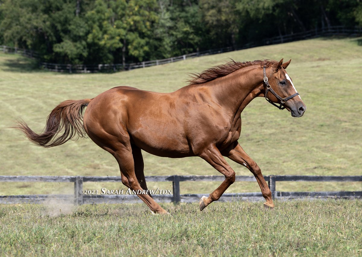theTDN's tweet photo. TDN's #BreedersCup40 Celebration continues today with beloved champions, WISE DAN and MAIN SEQUENCE 💝 Though the two never faced each other on the track, as Wise Dan specialized at a mile and Main Sequence wanted longer, they both developed quite the fanbase and never failed to leave onlookers in awe.

Wise Dan (Wiseman's Ferry) won back-to-back editions of the GI @BreedersCup Mile in 2012-13 at Santa Anita as part of a 31-start career that saw him win 23 times (19 graded stakes) while earning a total of $7,552,920. A 2x Horse of the Year and 4x Champion (Older Horse and Grass Horse), he was inducted into the Hall of Fame in 2020. Now 16, he lives with his half-brother Successful Dan at trainer Charlie LoPresti's farm.

Main Sequence (Aldebaran) won the 2014 GI Breeders' Cup Turf by a 1/2 length over Flintshire, making it four straight Grade I victories during his first season racing stateside. He'd go on to be honored at the Eclipse Awards as Champion Older Horse and Champion Grass Horse. Now 14, Main Sequence lives in a paddock with Bye Bye Melvin, another former Graham Motion runner who ran in the 2022 Breeders' Cup Turf.

Don't miss @JillWilliamsTDN' feature on these glorious geldings 👉 https://t.co/fpzPAqyI26

📸: Wise Dan (first photo), Successful Dan and Wise Dan (second photo), Main Sequence (third photo), Bye Bye Melvin with Main Sequence and Benjamin Button (the mini) (fourth photo)