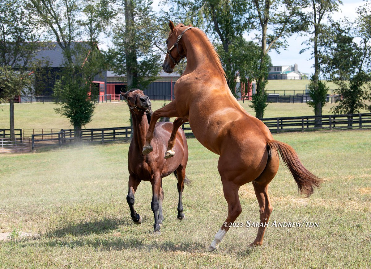 theTDN's tweet photo. TDN's #BreedersCup40 Celebration continues today with beloved champions, WISE DAN and MAIN SEQUENCE 💝 Though the two never faced each other on the track, as Wise Dan specialized at a mile and Main Sequence wanted longer, they both developed quite the fanbase and never failed to leave onlookers in awe.

Wise Dan (Wiseman's Ferry) won back-to-back editions of the GI @BreedersCup Mile in 2012-13 at Santa Anita as part of a 31-start career that saw him win 23 times (19 graded stakes) while earning a total of $7,552,920. A 2x Horse of the Year and 4x Champion (Older Horse and Grass Horse), he was inducted into the Hall of Fame in 2020. Now 16, he lives with his half-brother Successful Dan at trainer Charlie LoPresti's farm.

Main Sequence (Aldebaran) won the 2014 GI Breeders' Cup Turf by a 1/2 length over Flintshire, making it four straight Grade I victories during his first season racing stateside. He'd go on to be honored at the Eclipse Awards as Champion Older Horse and Champion Grass Horse. Now 14, Main Sequence lives in a paddock with Bye Bye Melvin, another former Graham Motion runner who ran in the 2022 Breeders' Cup Turf.

Don't miss @JillWilliamsTDN' feature on these glorious geldings 👉 https://t.co/fpzPAqyI26

📸: Wise Dan (first photo), Successful Dan and Wise Dan (second photo), Main Sequence (third photo), Bye Bye Melvin with Main Sequence and Benjamin Button (the mini) (fourth photo)