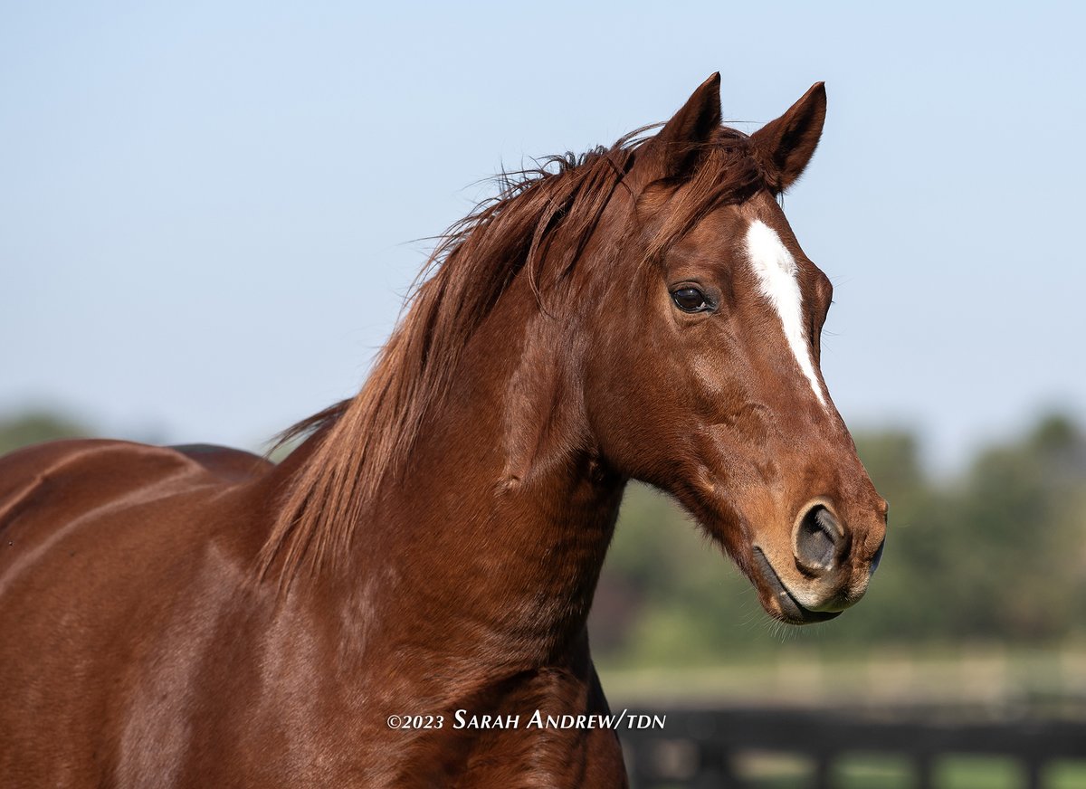 theTDN's tweet photo. TDN's #BreedersCup40 Celebration continues today with beloved champions, WISE DAN and MAIN SEQUENCE 💝 Though the two never faced each other on the track, as Wise Dan specialized at a mile and Main Sequence wanted longer, they both developed quite the fanbase and never failed to leave onlookers in awe.

Wise Dan (Wiseman's Ferry) won back-to-back editions of the GI @BreedersCup Mile in 2012-13 at Santa Anita as part of a 31-start career that saw him win 23 times (19 graded stakes) while earning a total of $7,552,920. A 2x Horse of the Year and 4x Champion (Older Horse and Grass Horse), he was inducted into the Hall of Fame in 2020. Now 16, he lives with his half-brother Successful Dan at trainer Charlie LoPresti's farm.

Main Sequence (Aldebaran) won the 2014 GI Breeders' Cup Turf by a 1/2 length over Flintshire, making it four straight Grade I victories during his first season racing stateside. He'd go on to be honored at the Eclipse Awards as Champion Older Horse and Champion Grass Horse. Now 14, Main Sequence lives in a paddock with Bye Bye Melvin, another former Graham Motion runner who ran in the 2022 Breeders' Cup Turf.

Don't miss @JillWilliamsTDN' feature on these glorious geldings 👉 https://t.co/fpzPAqyI26

📸: Wise Dan (first photo), Successful Dan and Wise Dan (second photo), Main Sequence (third photo), Bye Bye Melvin with Main Sequence and Benjamin Button (the mini) (fourth photo)