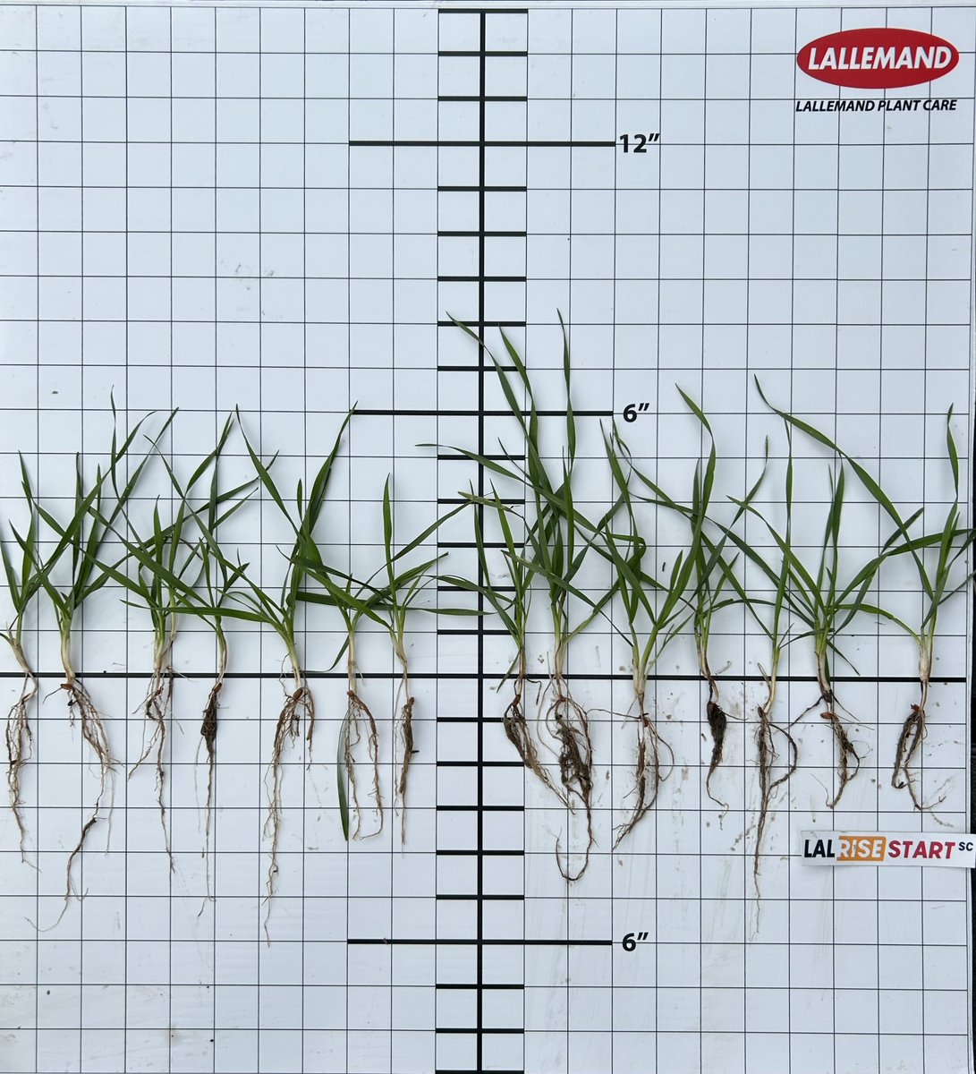 Getting out and seeing some field trials across southern Ontario. Seeing some nice early vigour with #LalriseStartSC treatment vs growers standard seed treatment packages.