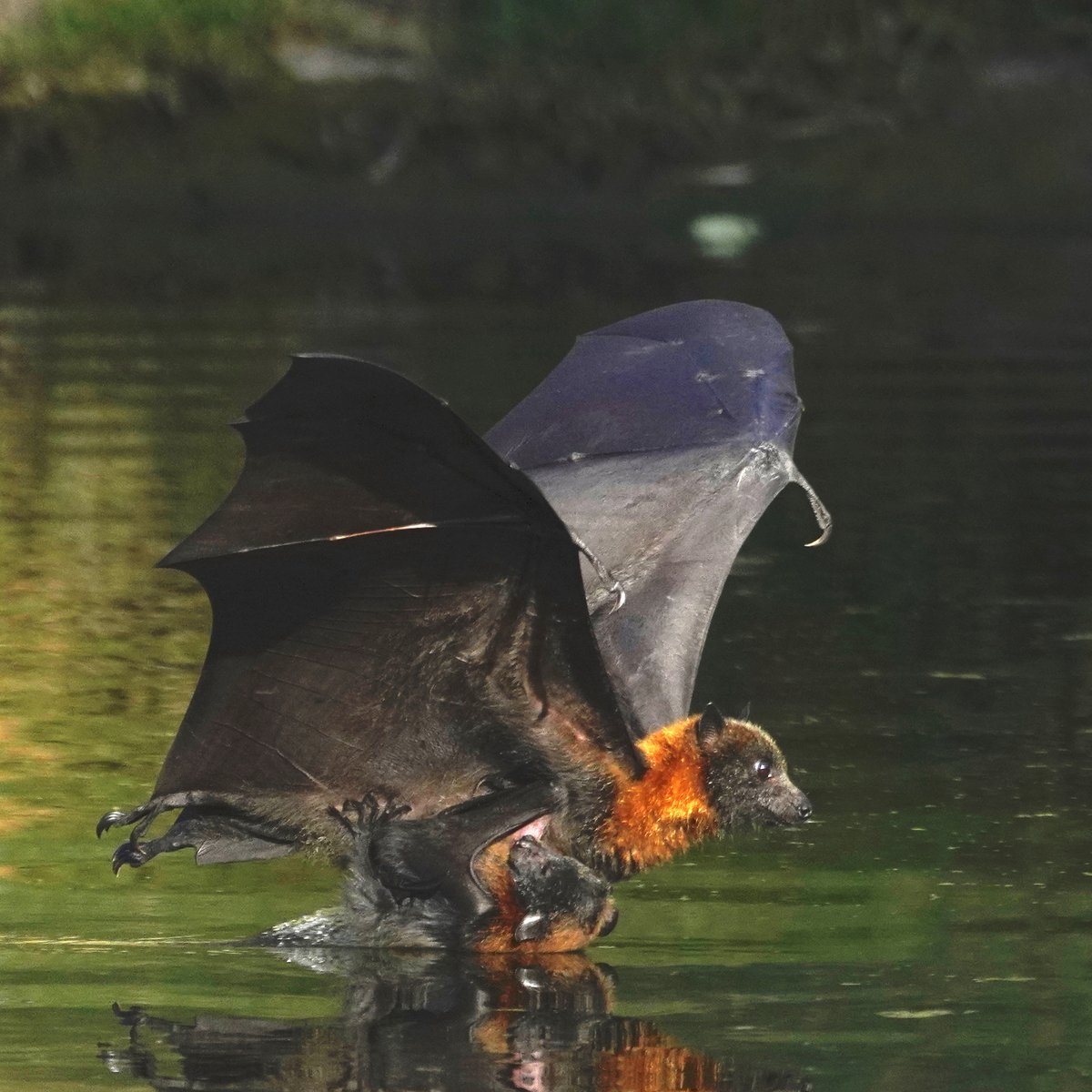 michael_s_y_lee's tweet photo. Happy #Halloween from this Grey-Headed #FlyingFox dunking its pup in the #TorrensRiver to cool off on a hot day!
more pics: https://t.co/TOKwsazRHi
#bat #Wildoz #UrbanWildife #MammalMonday #naturephotography #Pteropus https://t.co/bU3NNu4QSq