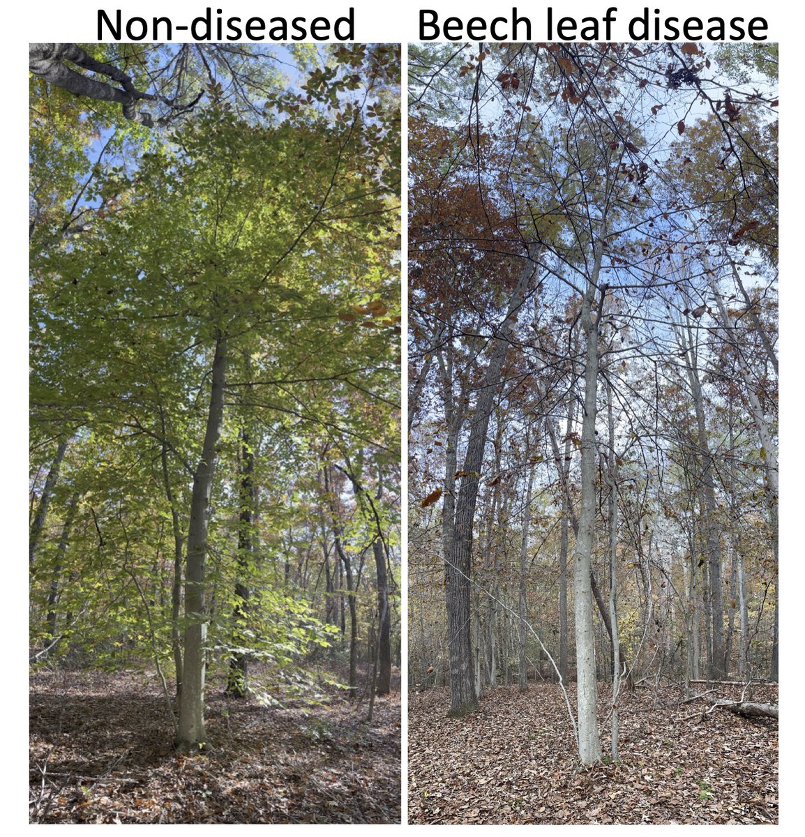 The 'dramatic power' of beech leaf disease nematode... pictures taken at the same day! #beechforestneedshelp #BLD #Lcm