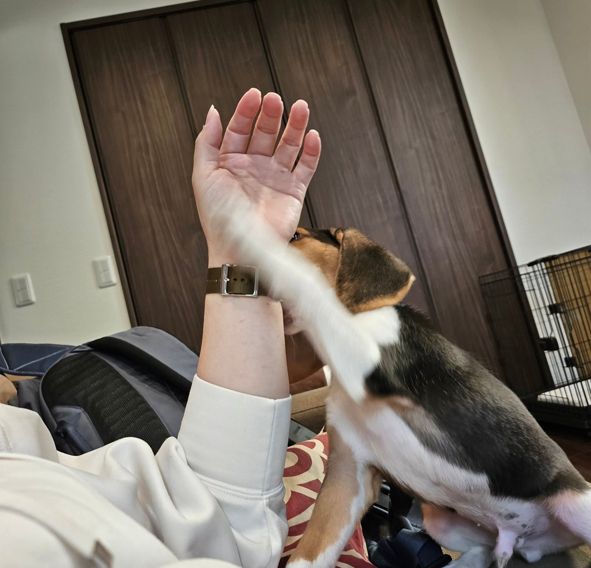tomoe18's tweet photo. ハイタッチ失敗(笑)
#highfivefailure #beagle
#helloworld https://t.co/itwpIinhgI