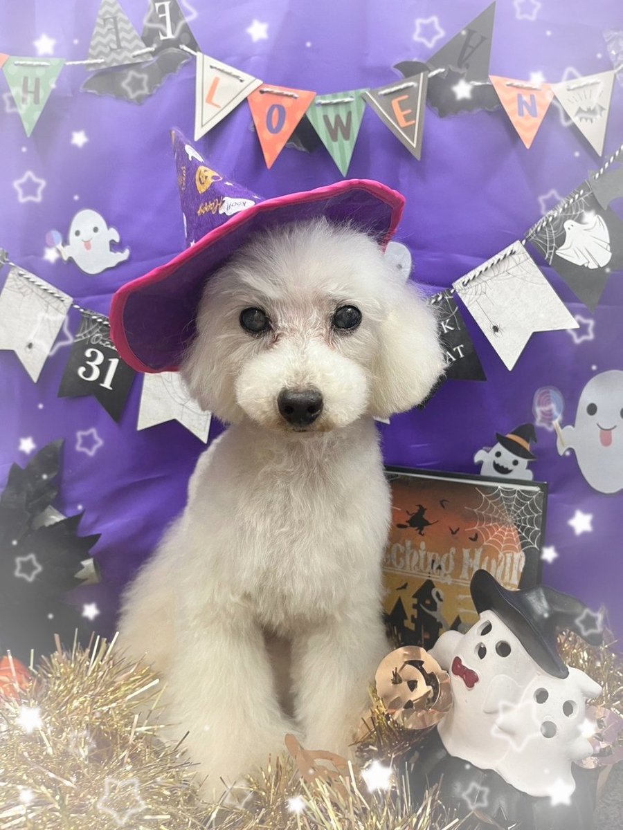 maruchi_matsu's tweet photo. ご無沙汰しております
とにかく
ハッピーハロウィーン👻

久しぶりに
うちの主🐶の画像です
みなさま
風邪ひかないようにね🥳
#トイプードル  #ハロウィン https://t.co/WHStVq6IHL