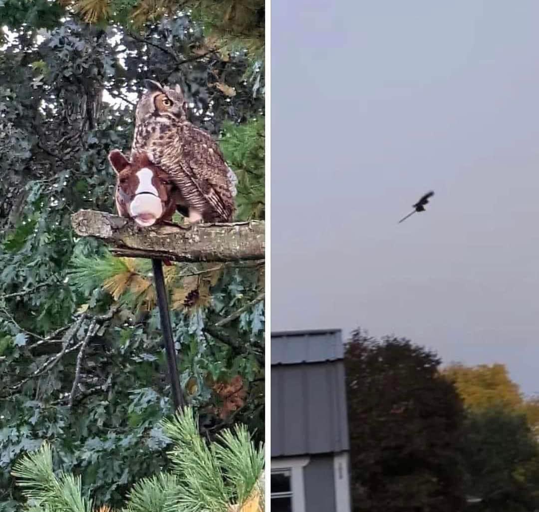 thegallowboob's tweet image. This owl stole a kid’s stick-horse toy and has been riding it around town in true Halloween spirit