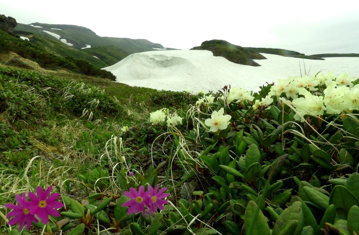 Alpine tundra

⭐ Hokkaido montane conifer forests ecoregion

📍 Daisetsuzan, Hokkaido, Japan

🌿 dominant species: Primula cuneifolia and Rhododendron aureum,

📷 Kenny Helsen

#global #vegetation #landscape #photography #maps #explore #education #botany #japan #flowers