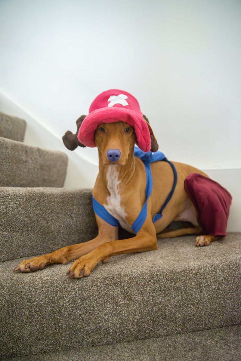 makygassin's tweet photo. Arturo is ready for halloween and he offers himself to be casted as Chopper: walk point in the second season
#choppercosplay #OnePieceLiveAction #OnePieceNetflix https://t.co/oDqGPgeaJu