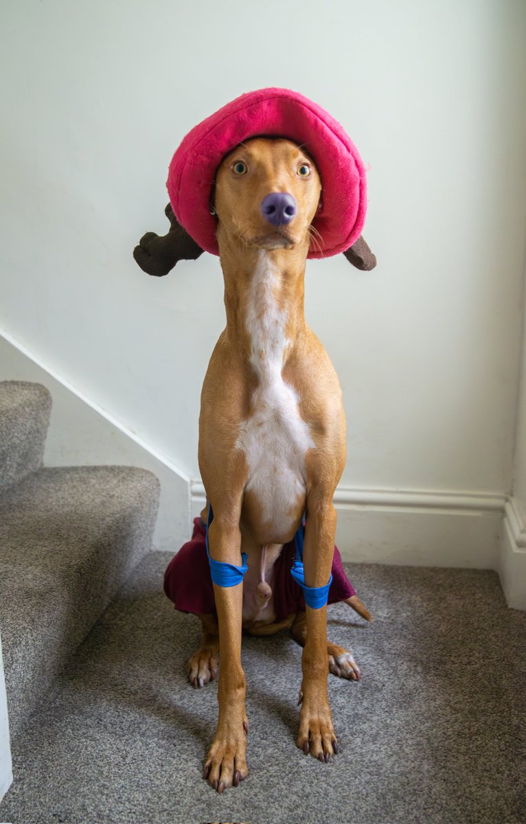 makygassin's tweet photo. Arturo is ready for halloween and he offers himself to be casted as Chopper: walk point in the second season
#choppercosplay #OnePieceLiveAction #OnePieceNetflix https://t.co/oDqGPgeaJu